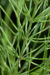 Field horsetail